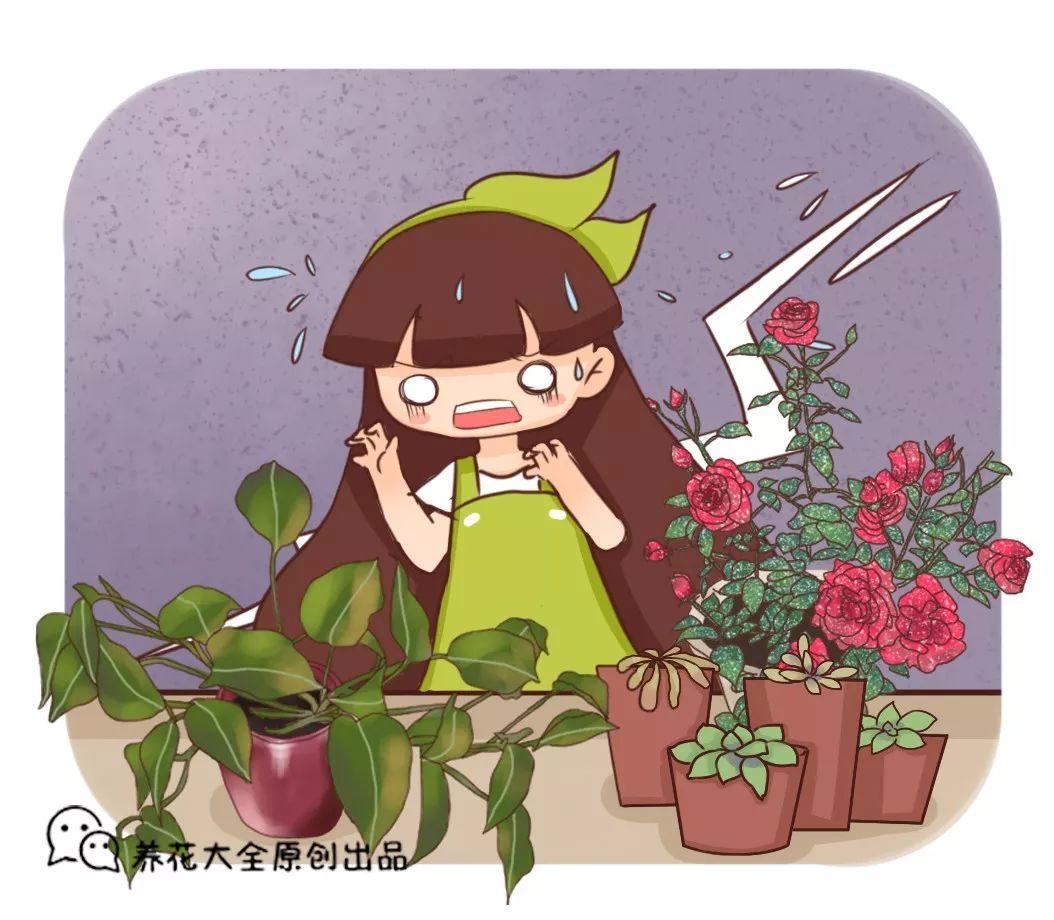 养杜鹃花关键在浇水上，学一招，省事还不用担心烂根！