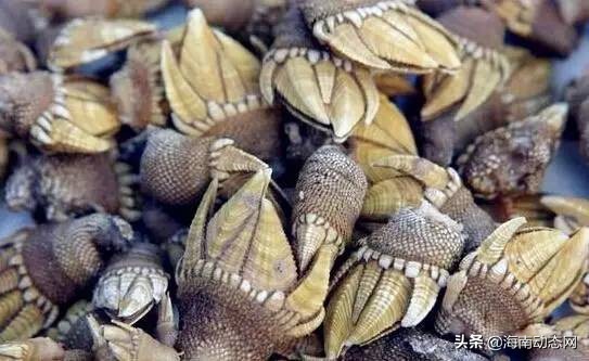 海魚圖片大全,海魚圖片大全及名稱