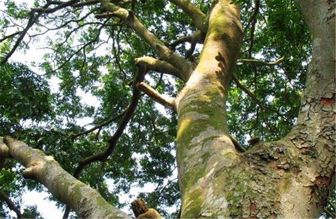 铁木钻板价格刚买回的铁木砧板要做什么保养