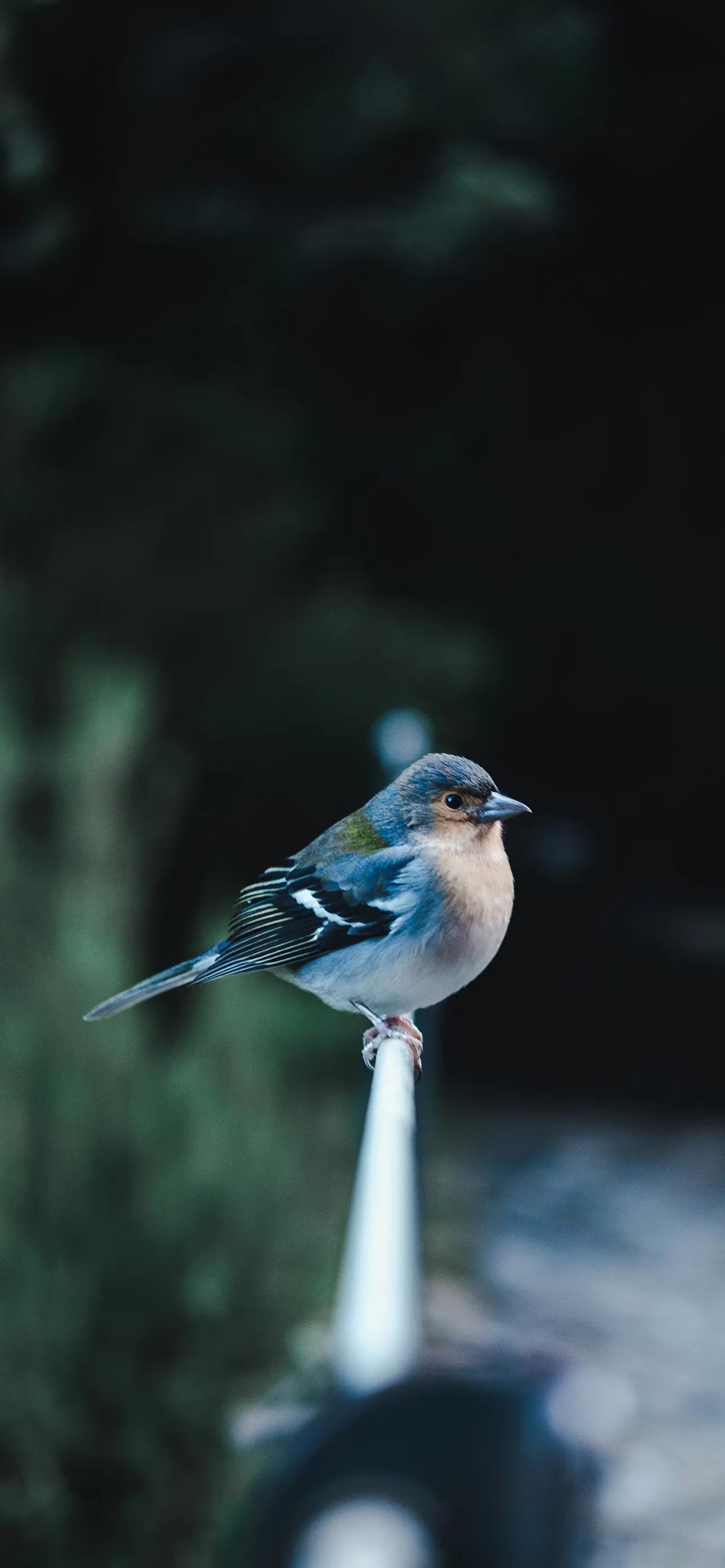 小鸟壁纸大自然的使者鸟儿