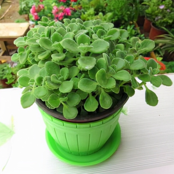 能“养人”的10种花，有的能吸废气、有的可以食用，种了不后悔