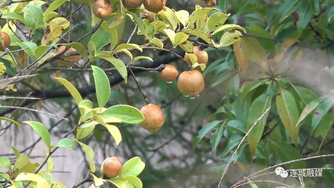 「全面推進(jìn)鄉(xiāng)村振興」連城四堡：油茶豐收采摘忙 碩果累累助增收