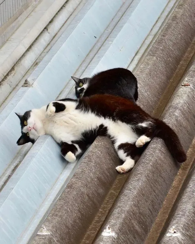 貓咪在屋頂放鬆呈波浪狀，網友：不愧是液體貓，融化啦