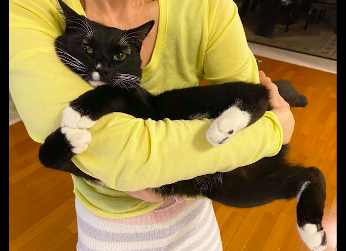 抱着主人手臂睡觉的猫咪是怎么回事，关于猫咪抱着主人胳膊睡觉的新消息。