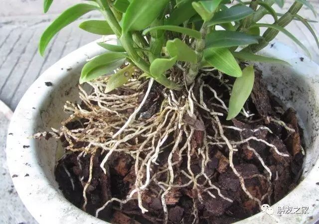 种石斛兰的植料，原来这样配比种一盆活一盆…