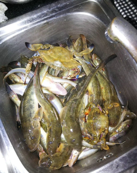 江苏一河沟里出现大量"巨型土憨巴",其实这是一种海里的沙光鱼