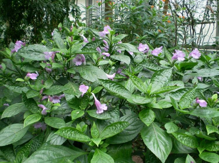 有草字头的字有哪些(几个活在《说文解字》里的与植物有关的汉字)