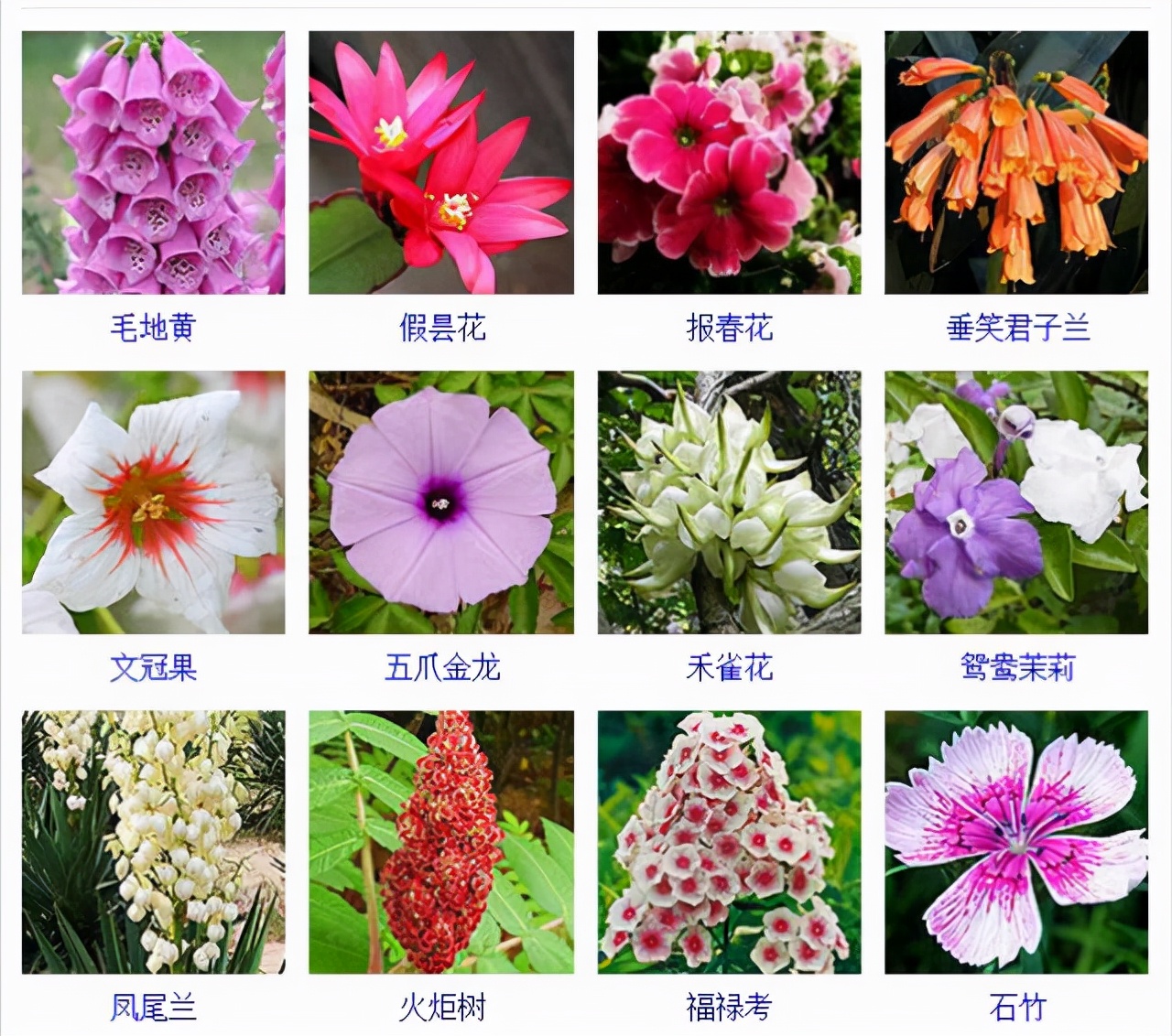 各种花卉名称图片