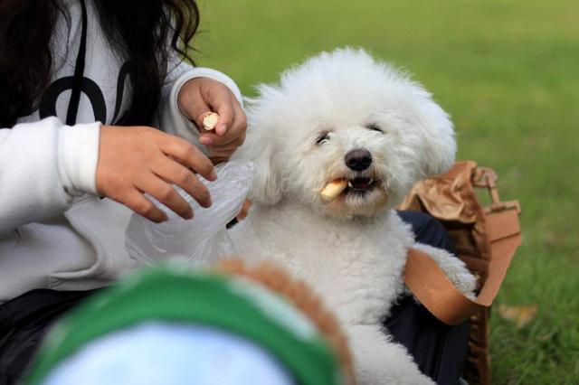 养狗,我劝你别养贵宾犬,原因有六个