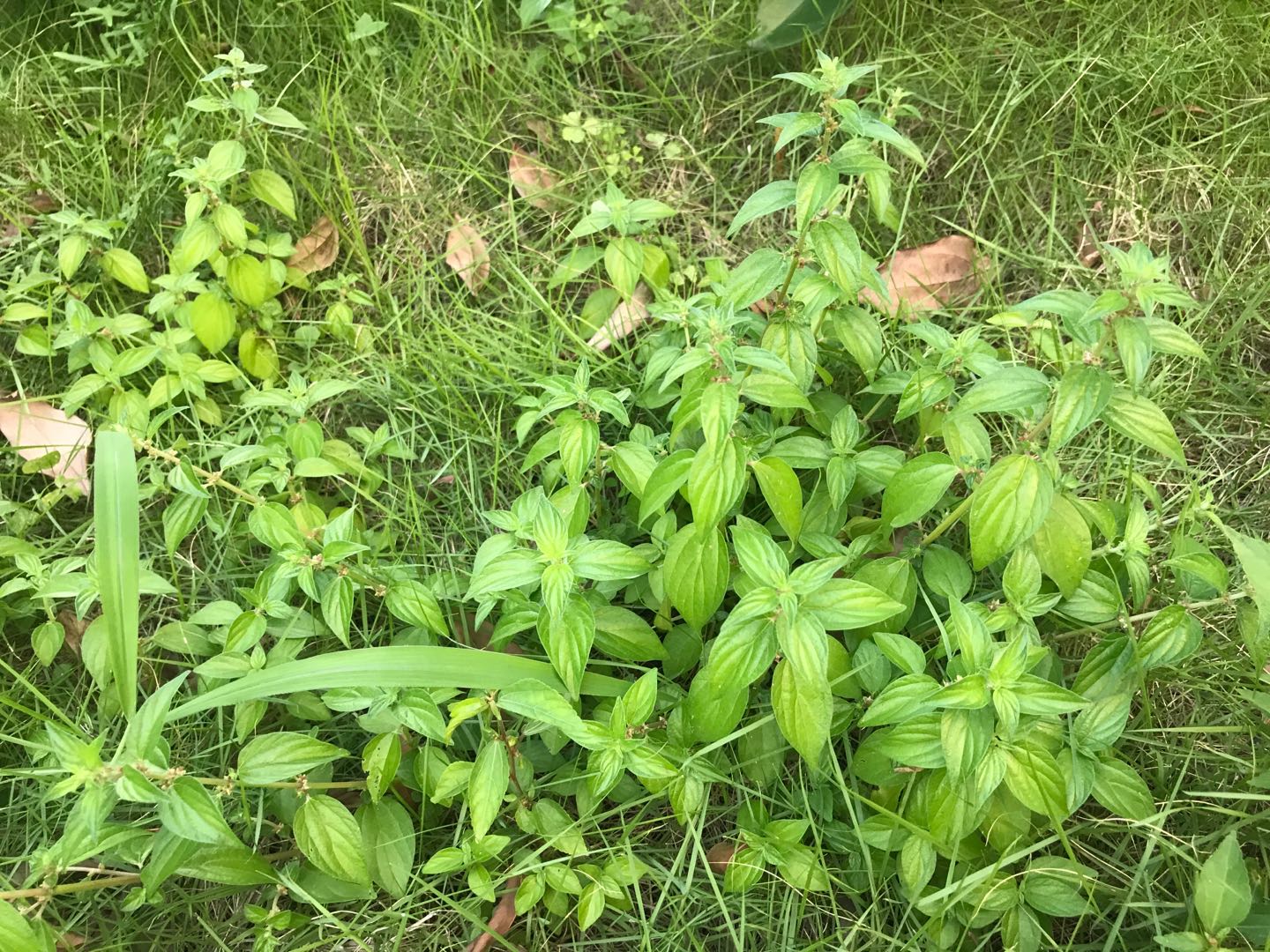 雾水葛性味甘淡,寒,具有清热解毒,排脓,利水通淋,止痛的功效,可用于