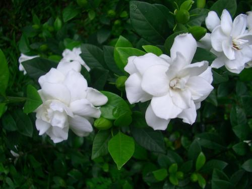 大家知道黄枝花比较香,用于观赏,谁知道还有其他用处吗?