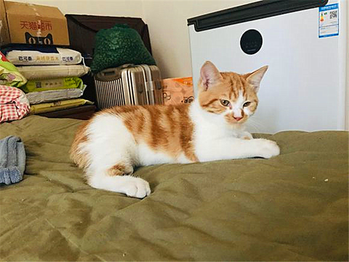 黄狸猫和橘猫什么区别(图文讲解2种猫咪的区别)
