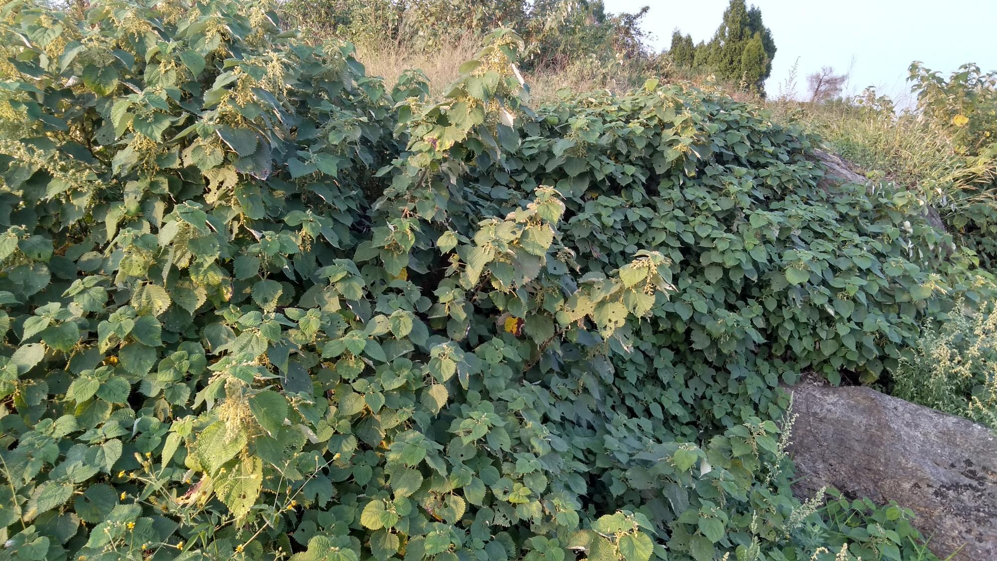 麻叶根的功效与作用-我的快乐小窝