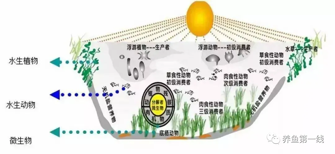 說一說生物的分層現(xiàn)象和水產(chǎn)養(yǎng)殖的分層現(xiàn)象