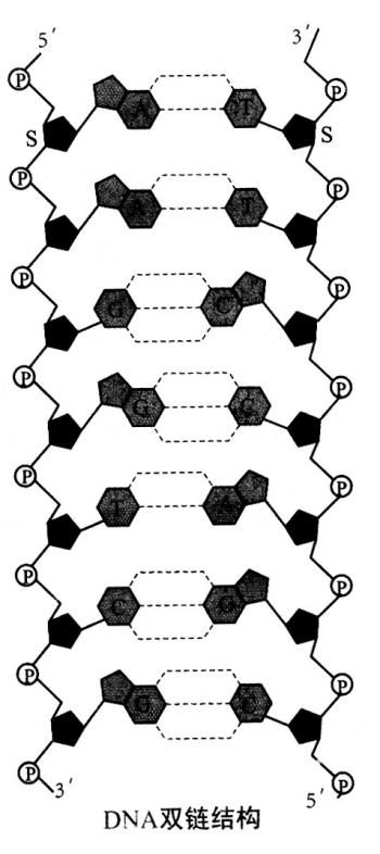 核酸中核苷酸连接方式