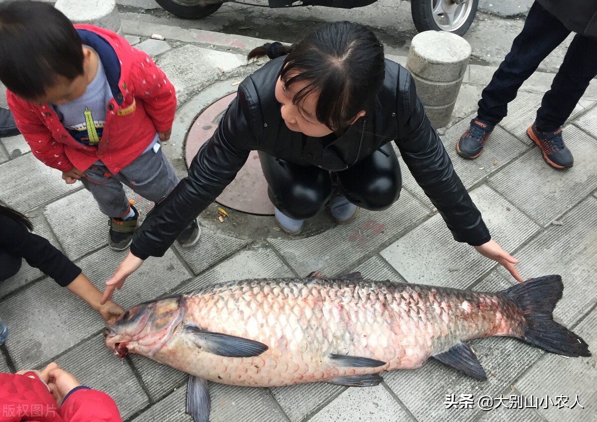 青鱼的悲哀：衔着“宝石”出生，却沦为吃不了玩不起的“废柴”