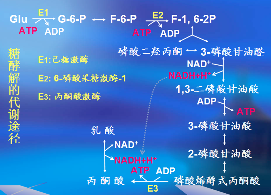 糖酵解途径——emp途径糖酵解,是指葡萄糖在无氧条件下被酶降解为丙酮
