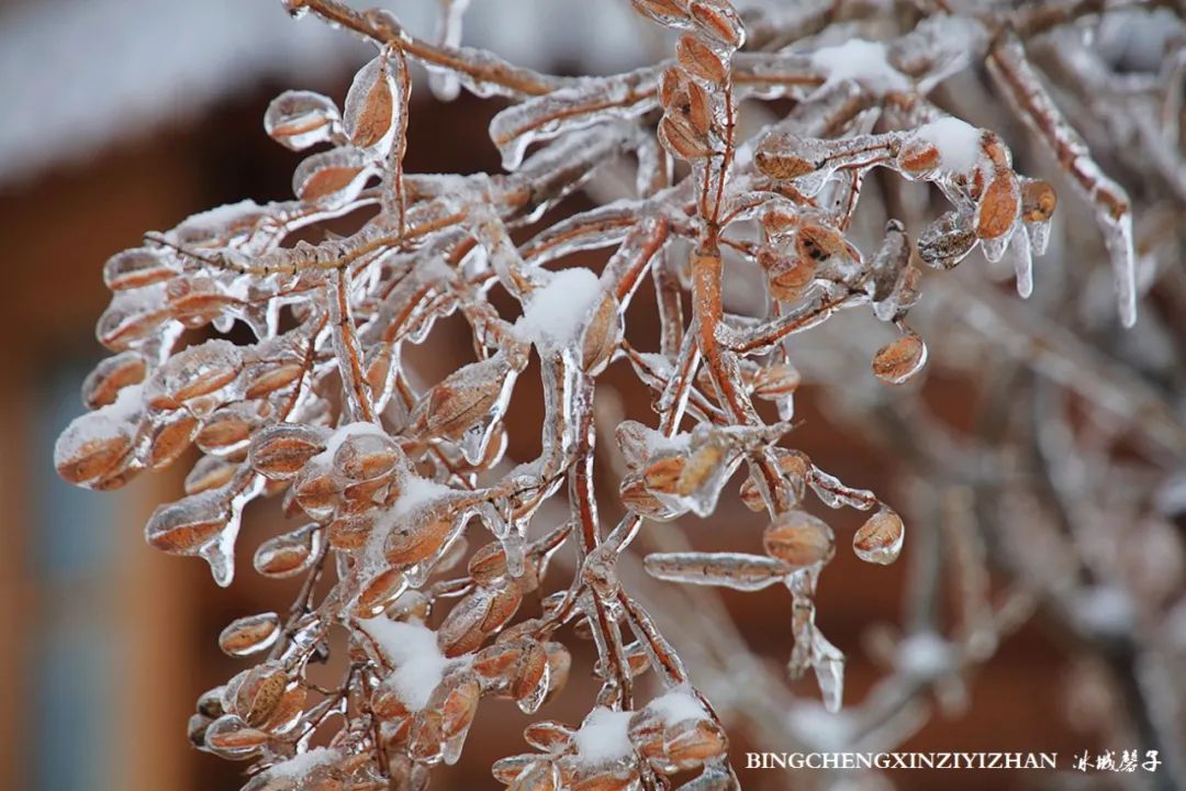 冰城暴雪冻雨之时，却让哈尔滨成为冬的水墨画卷