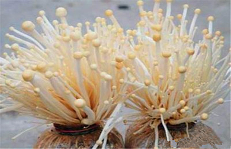 金针菇根部不要丢，教你1招，隔几天收获新鲜金针菇，割完还会长