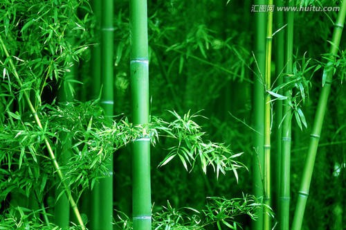 绿染江南一一坚韧的翠竹(散文)