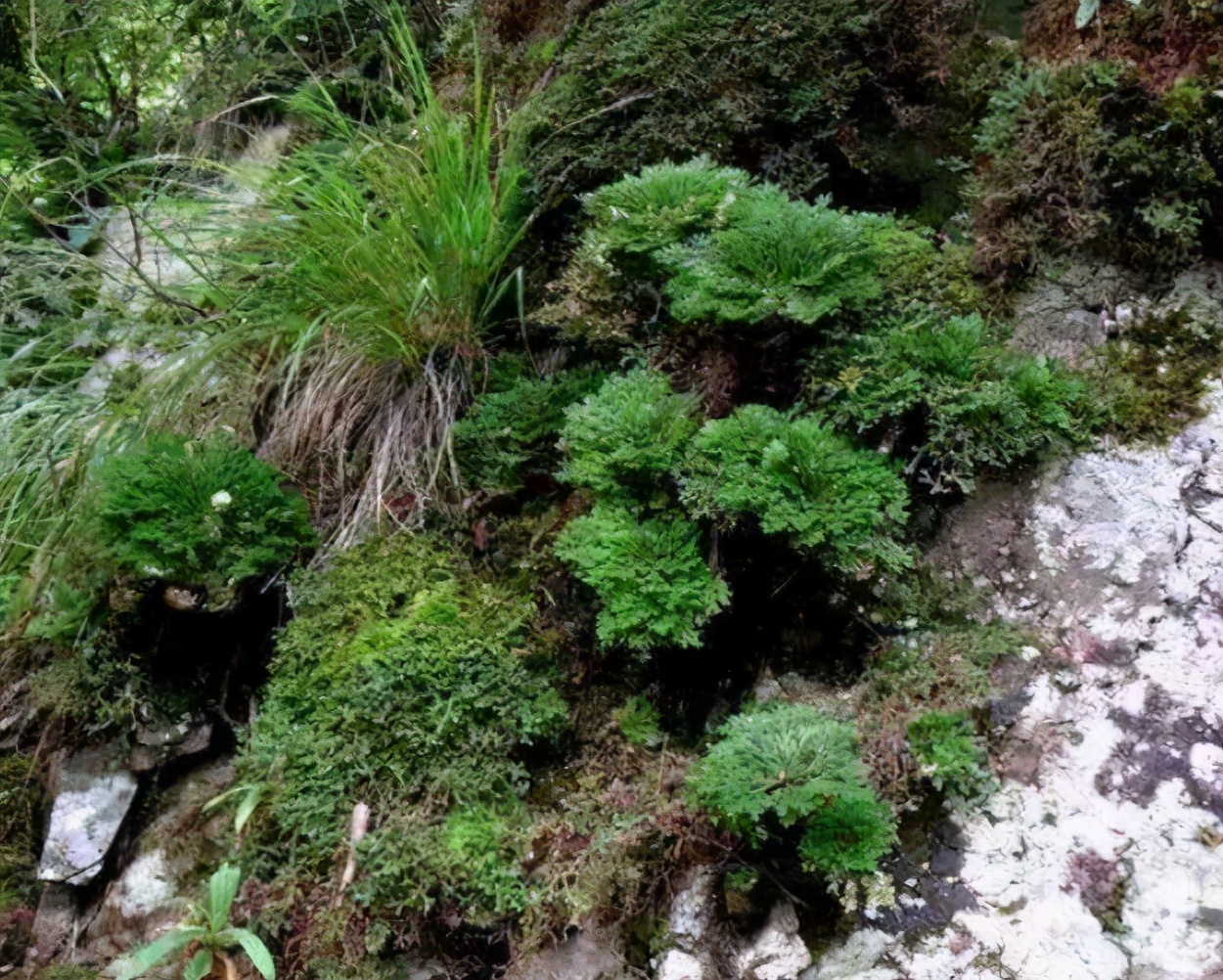 还魂草野外到处都是，碰到后别犹豫，拿个袋子挖走