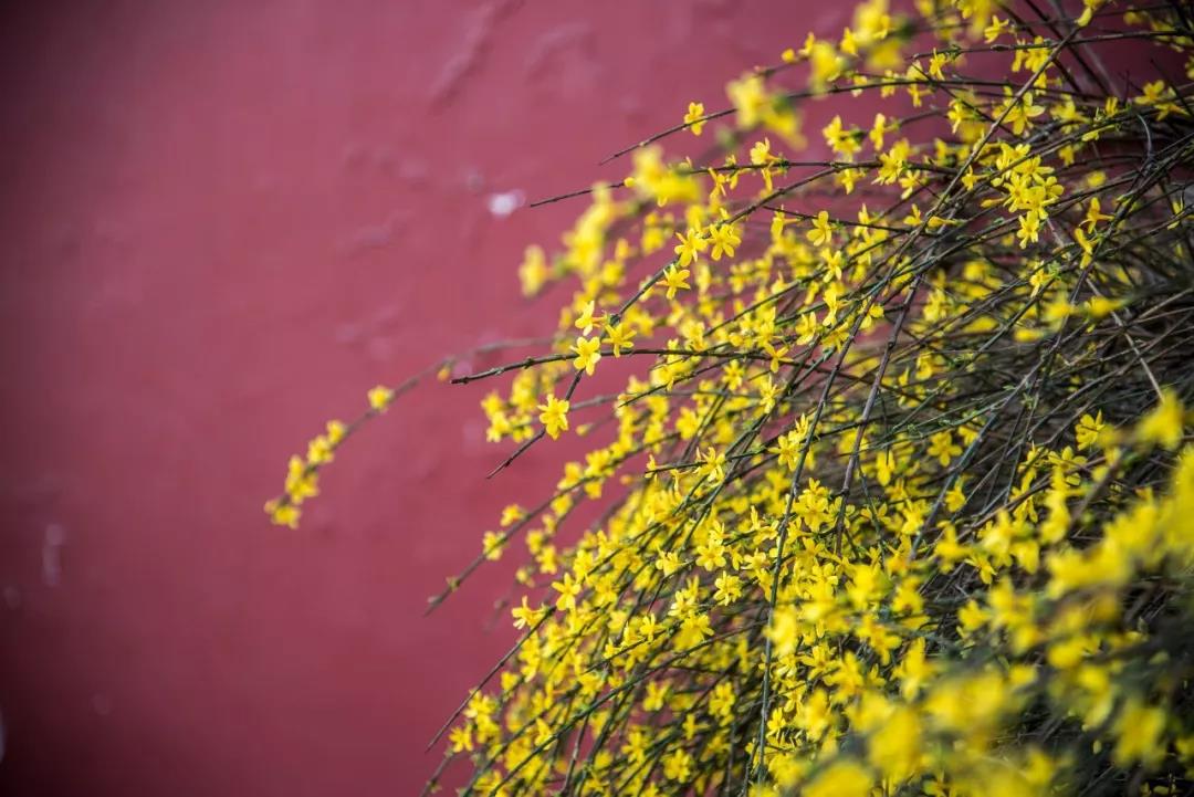 什么花春天开（盘点15种开在春天的绝美花）