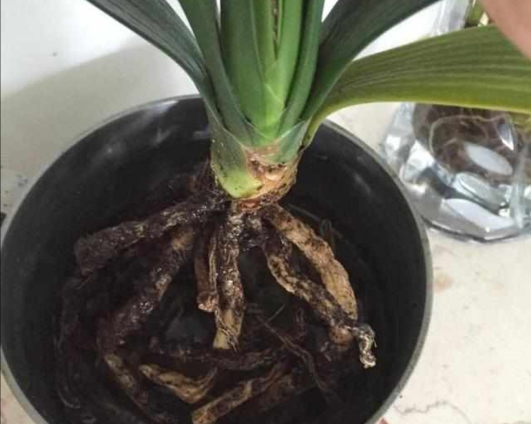 植物烂根什么样子的(什么植物不怕烂根) - 上海苗木信息网