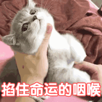 号称“不赚差价”的二手车平台，水深得能养巨齿鲨了