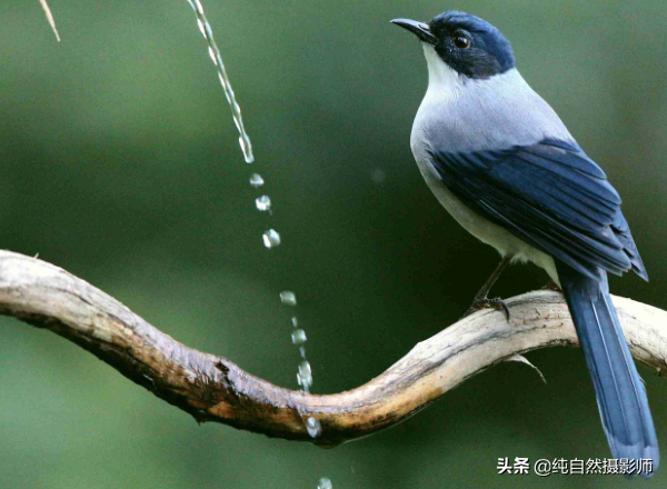 黑头奇鹛叫声（快速了解中国画眉科之一黑头奇鹛）