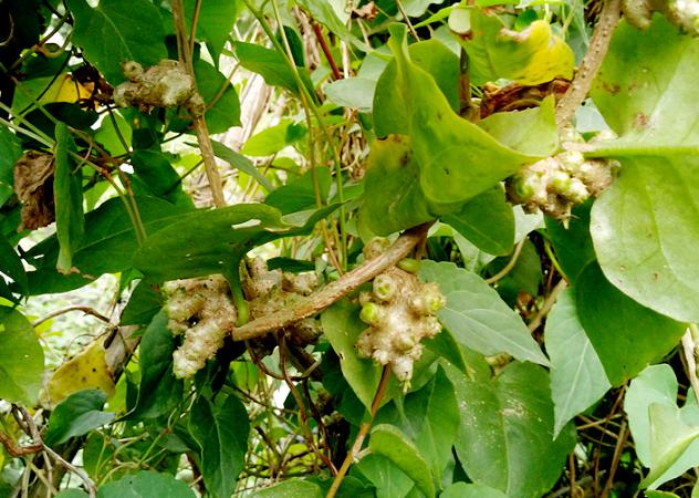 沟谷边、村宅旁常见的一种爬藤植物,不光是药材,叶子还能吃
