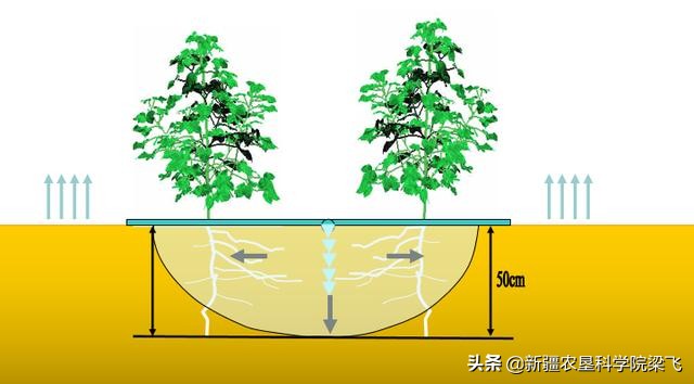 如何确定滴灌的最大灌水量？一亩地最大滴灌量应该如何计算？