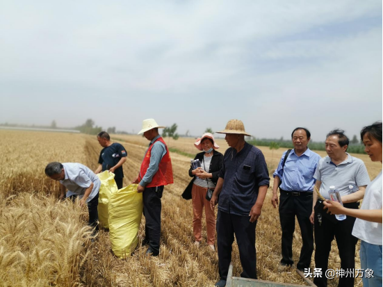 周口一退休老师培育出大穗小麦良种再获丰收