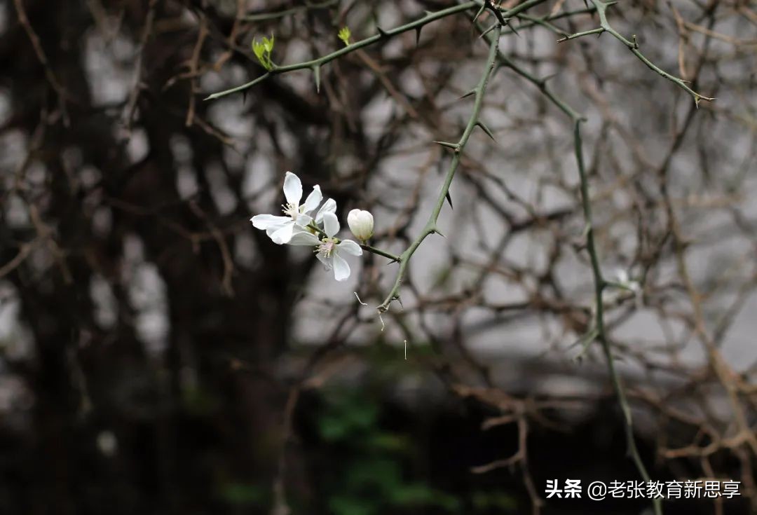 有一种聪明，叫自嘲