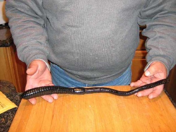 中国也有巨型蚯蚓的踪迹,曾经在四川发现一条巨型蚯蚓,体长达78.