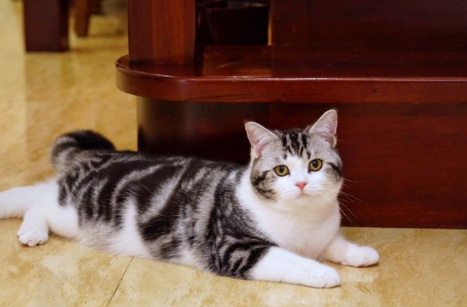 美短虎斑多少钱一只(美短猫的几个小秘密) - 价格百科