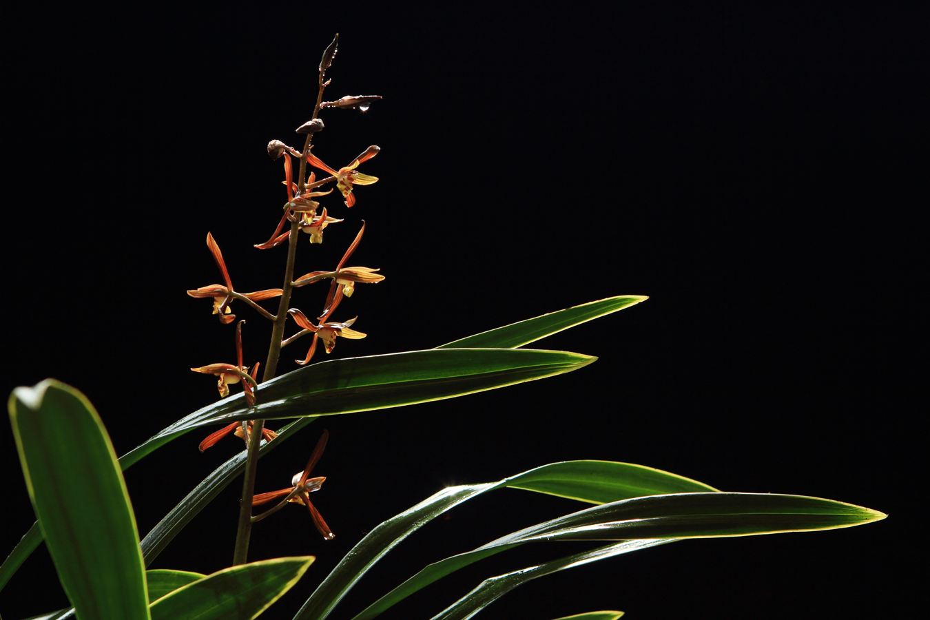 每天通风2小时,养好"墨兰"很轻松,制成盆景摆家里,提升品位