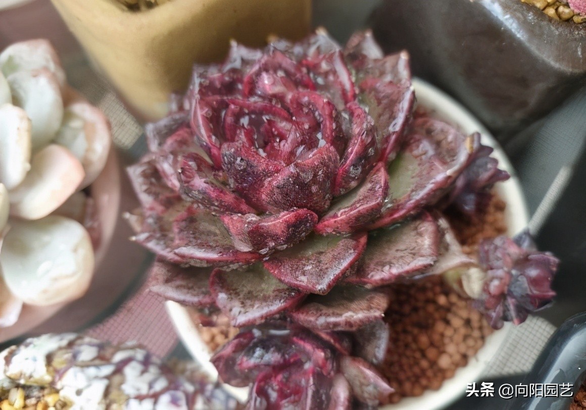 多肉长时间淋雨,会发生腐烂,淋雨是好事,浸泡在水里就完蛋了