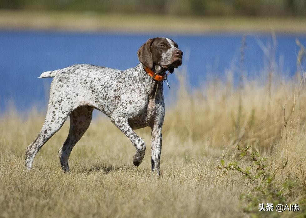 世界上50个最受欢迎的犬种的起源