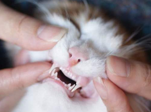 猫咪有这几种表现，赶紧给它驱虫，不然情况更糟