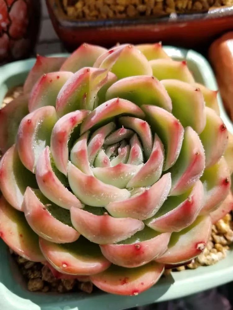 爱机车，爱多肉，宝妈花姐的诗和远方
