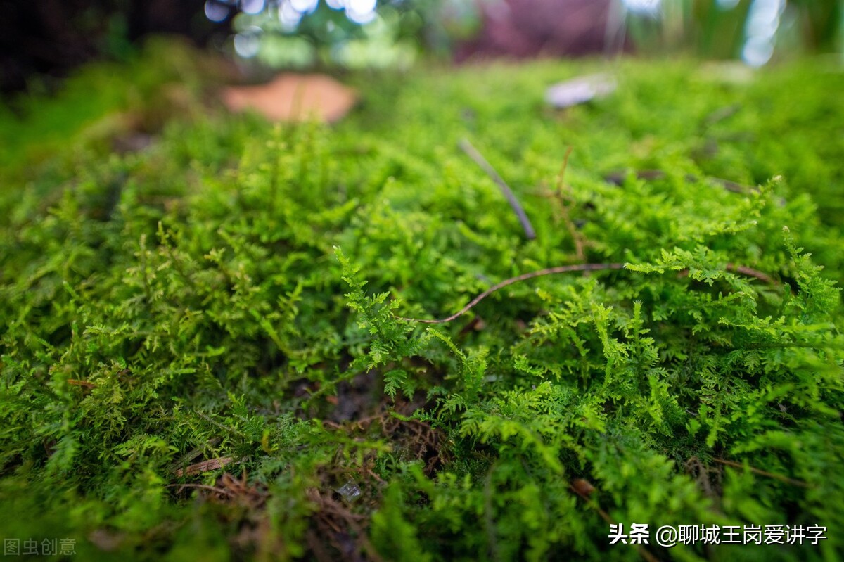 蒜薹和蒜苔有什么区别（教你薹和苔的不同及辨认方法）