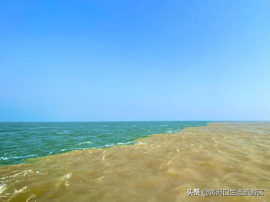 【黄河口生态旅游区】我已最美 欢迎回家
