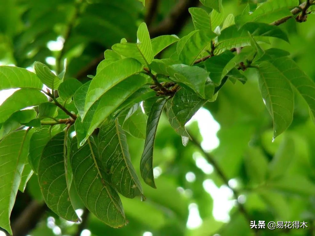 箭毒木(剧毒植物:见血封喉树和解毒良药红背竹竿草)