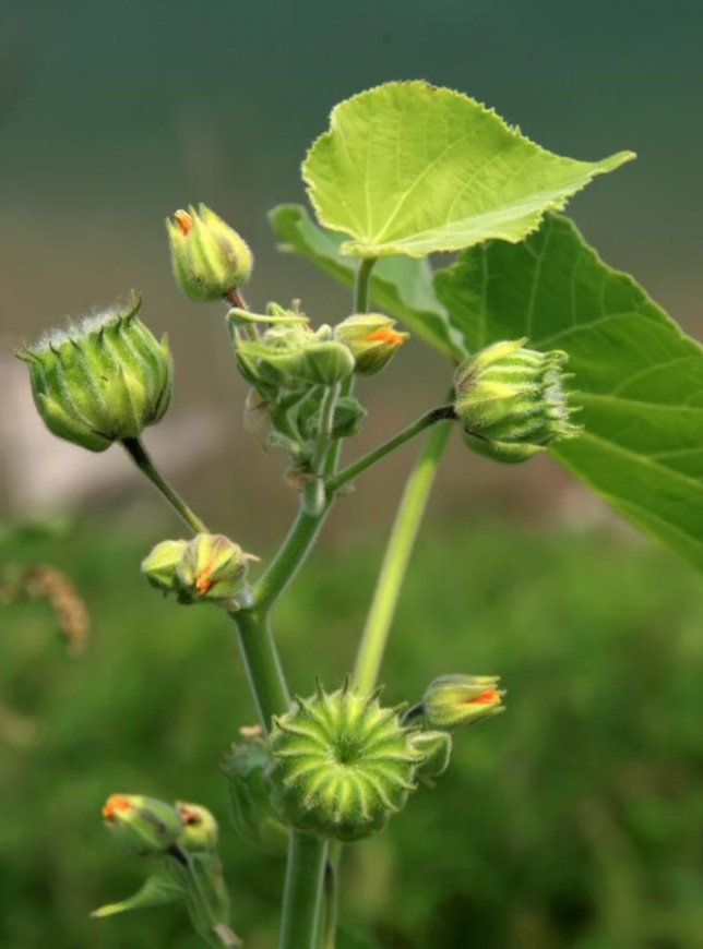 茼麻图片及功效作用（小时候常吃的9种野果子）