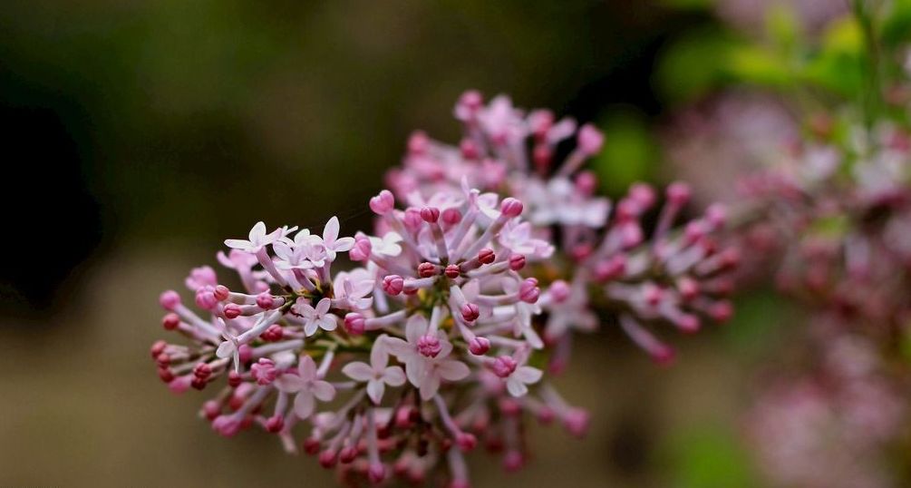 丁香枝上 豆蔻梢頭—古詩詞裡的丁香花!