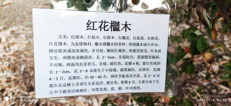 陪你一起看湖北省广水一中①——走进植物王国