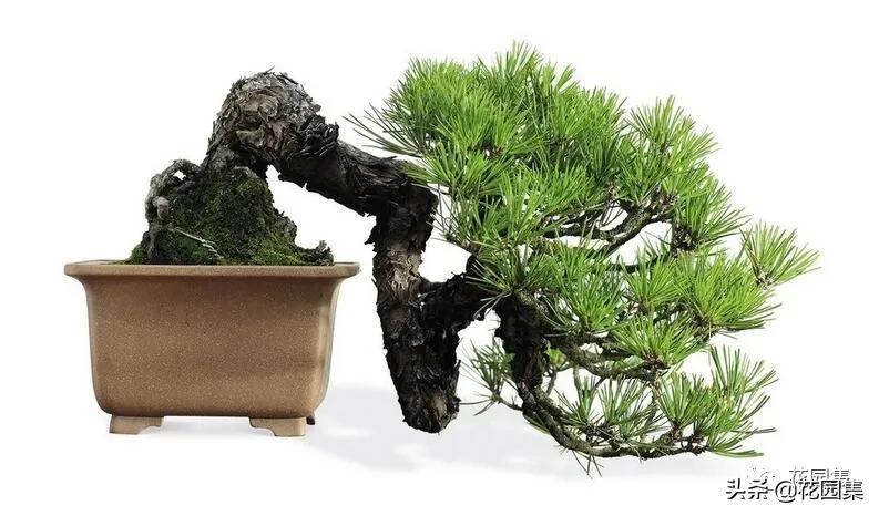 日式庭院该配什么植物?怎么配?看这里