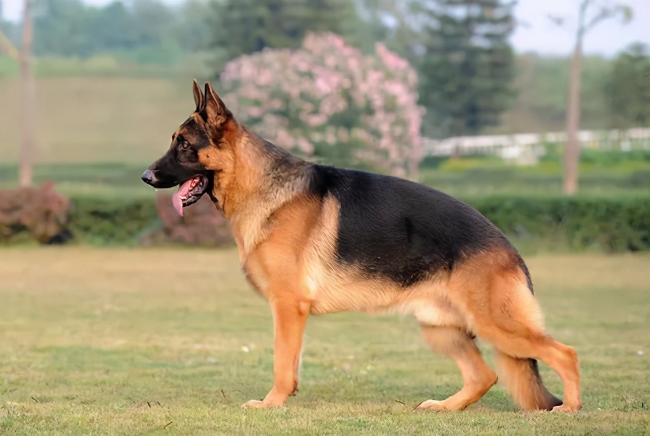 德国牧羊犬吃什么食物好?长得壮,毛发好不能只吃狗粮