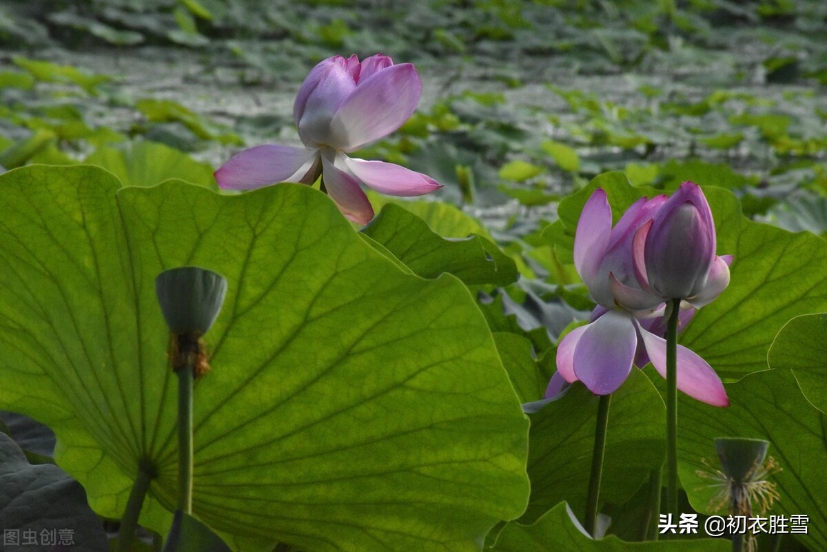 早秋藕花诗词五首，新秋折藕花，秋水藕花明