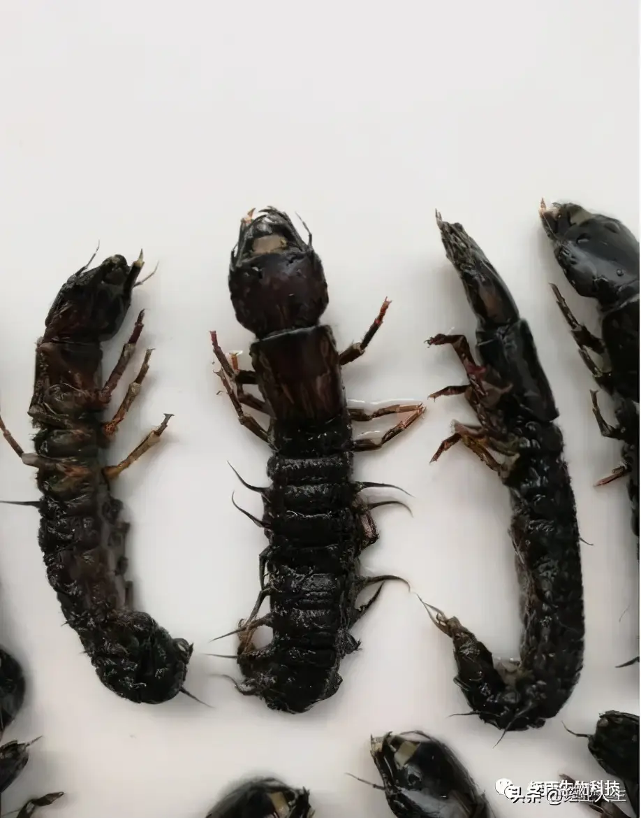 蚂蝗怕什么动物（水蛭的天敌有哪些）